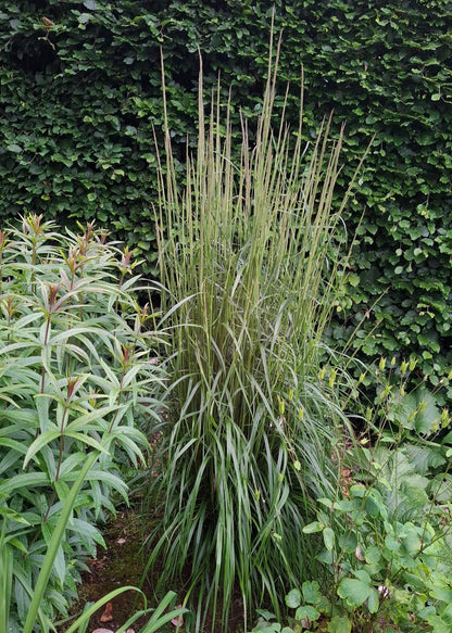 Calamagrostis x acutiflora 'Karl Foerster'