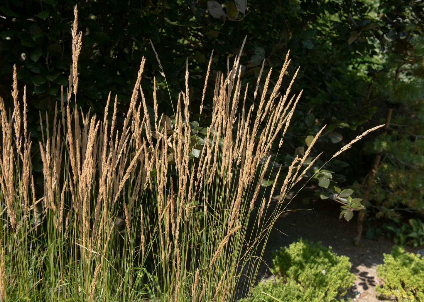 Calamagrostis x acutiflora 'Karl Foerster'
