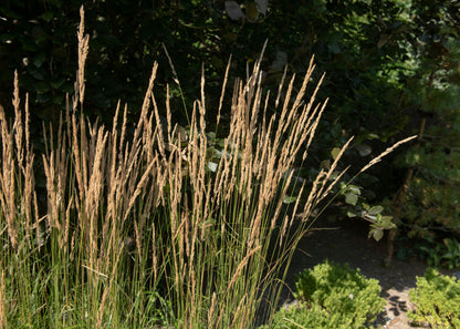 Calamagrostis x acutiflora 'Karl Foerster'