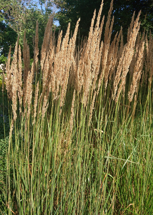 Calamagrostis x acutiflora 'Karl Foerster'