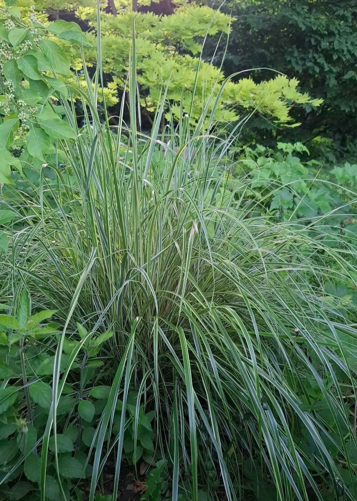 Calamagrostis x acutiflora 'Overdam'