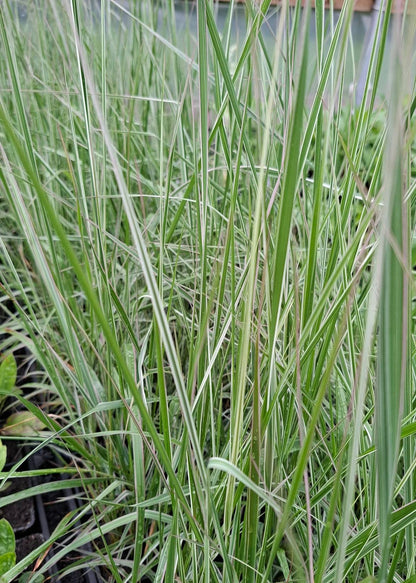 Calamagrostis x acutiflora 'Overdam'