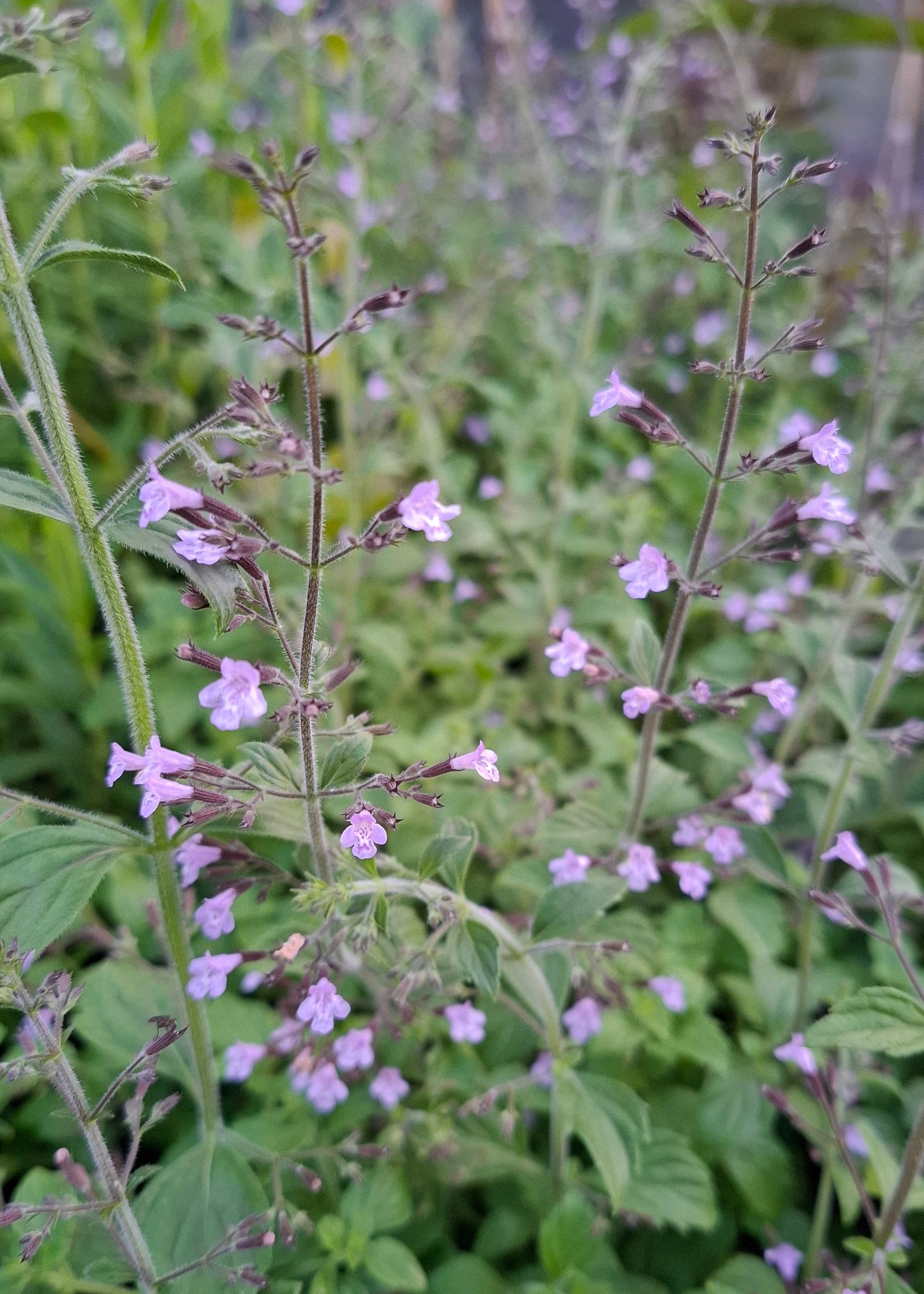 Calamintha nepeta 'Blue Cloud'