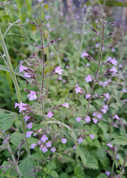 Calamintha nepeta 'Blue Cloud'