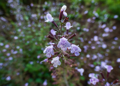 Calamintha nepeta 'Blue Cloud'