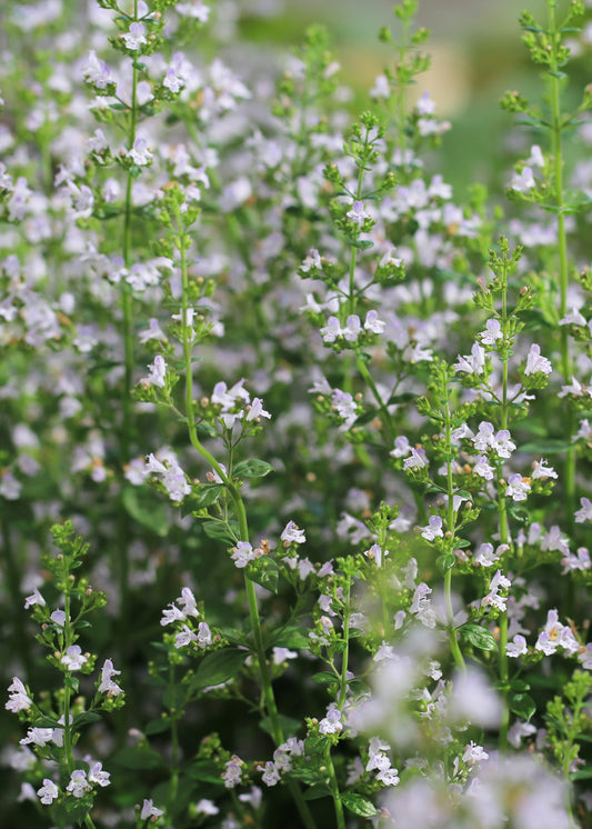 Calamintha nepeta 'White Cloud'