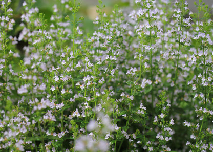 Calamintha nepeta 'White Cloud'