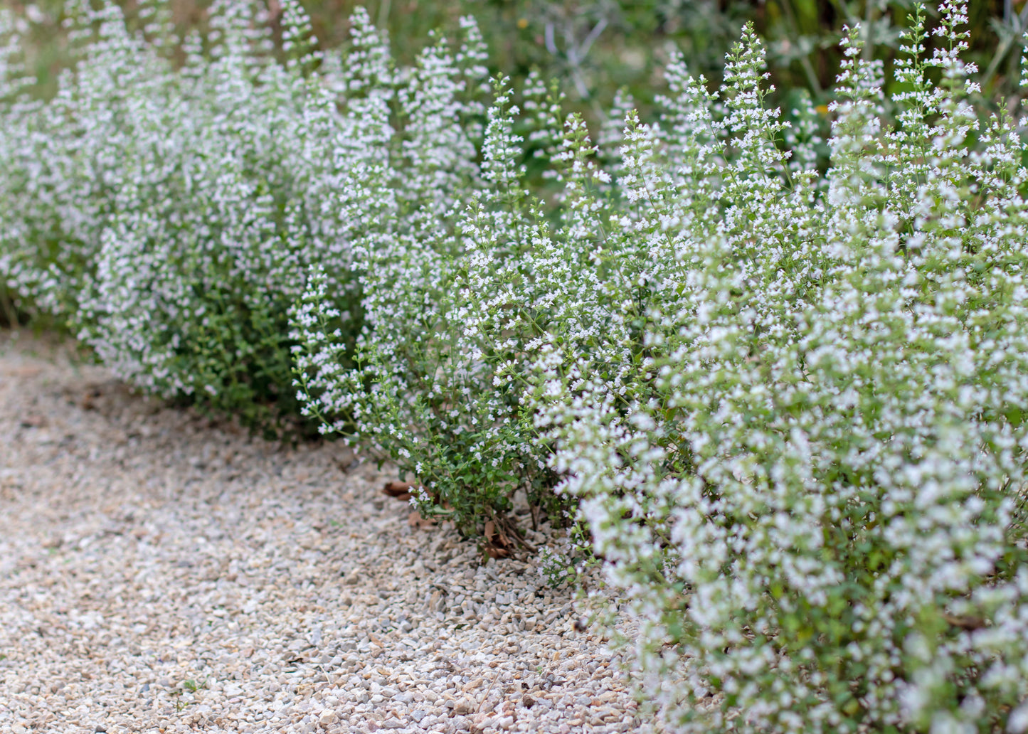 Calamintha nepeta 'White Cloud'