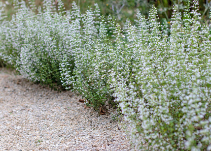 Calamintha nepeta 'White Cloud'
