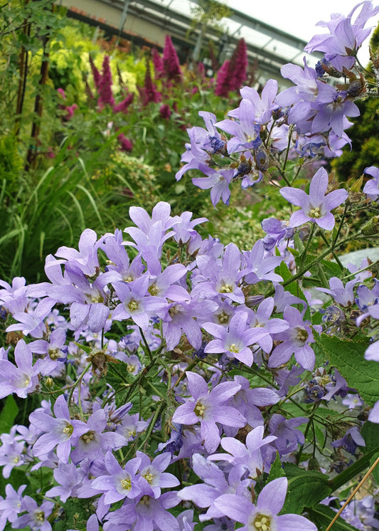 Campanula lactiflora 'Prichard's Variety'