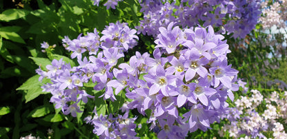 Campanula lactiflora 'Prichard's Variety'