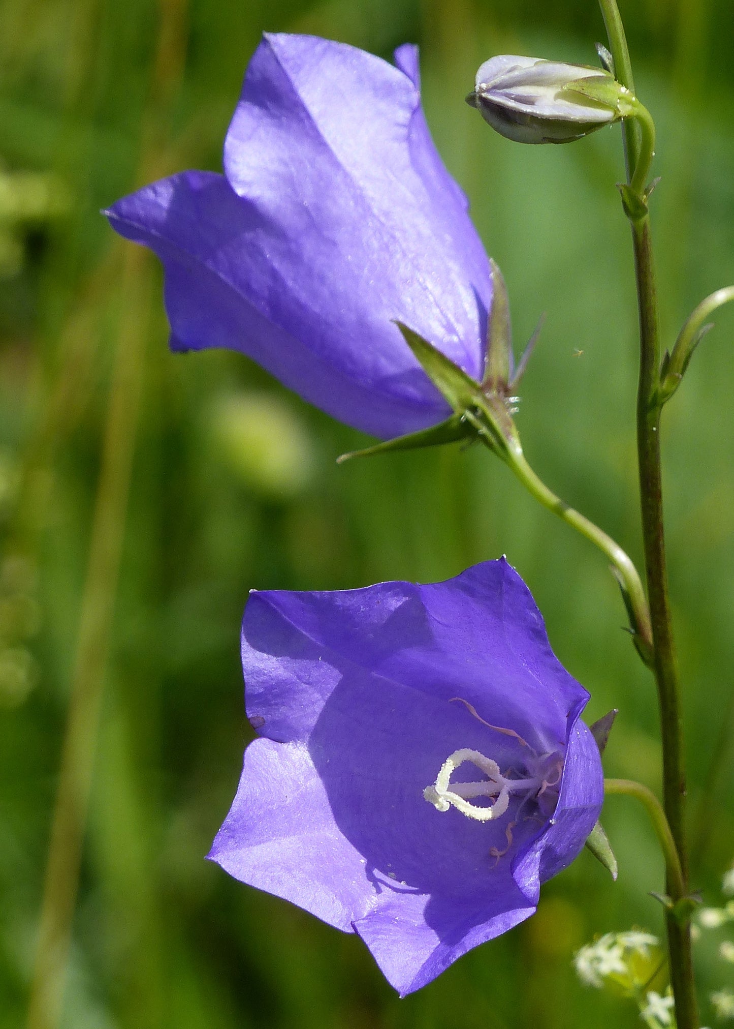Campanula persicifolia 'Blue Bells'