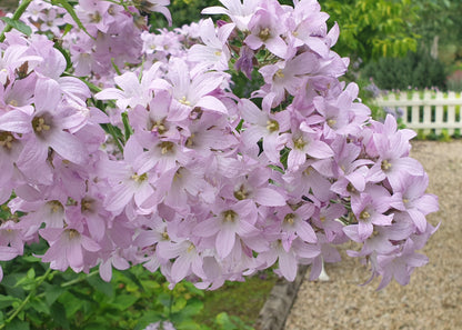 Campanula lactiflora 'Loddon Anna'