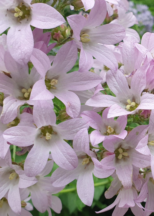 Campanula lactiflora 'Loddon Anna'