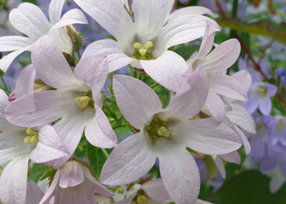 Campanula lactiflora 'Loddon Anna'