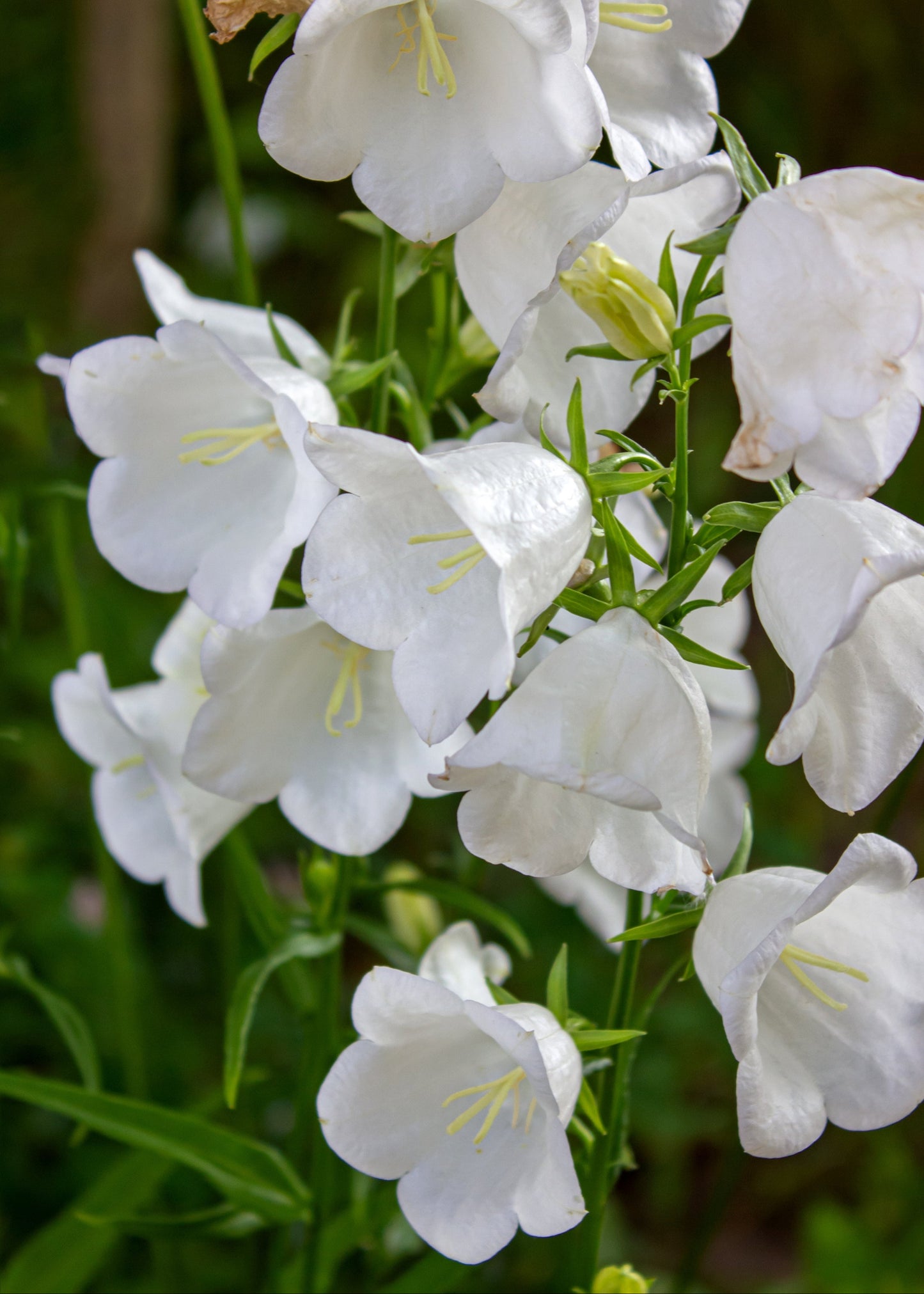 Campanula persicifolia 'White Bells'