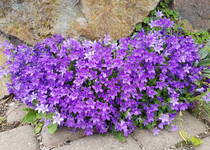 Campanula portenschlagiana