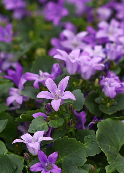 Campanula portenschlagiana