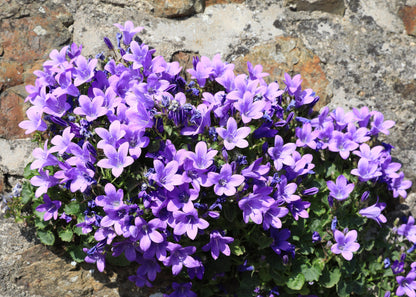 Campanula portenschlagiana