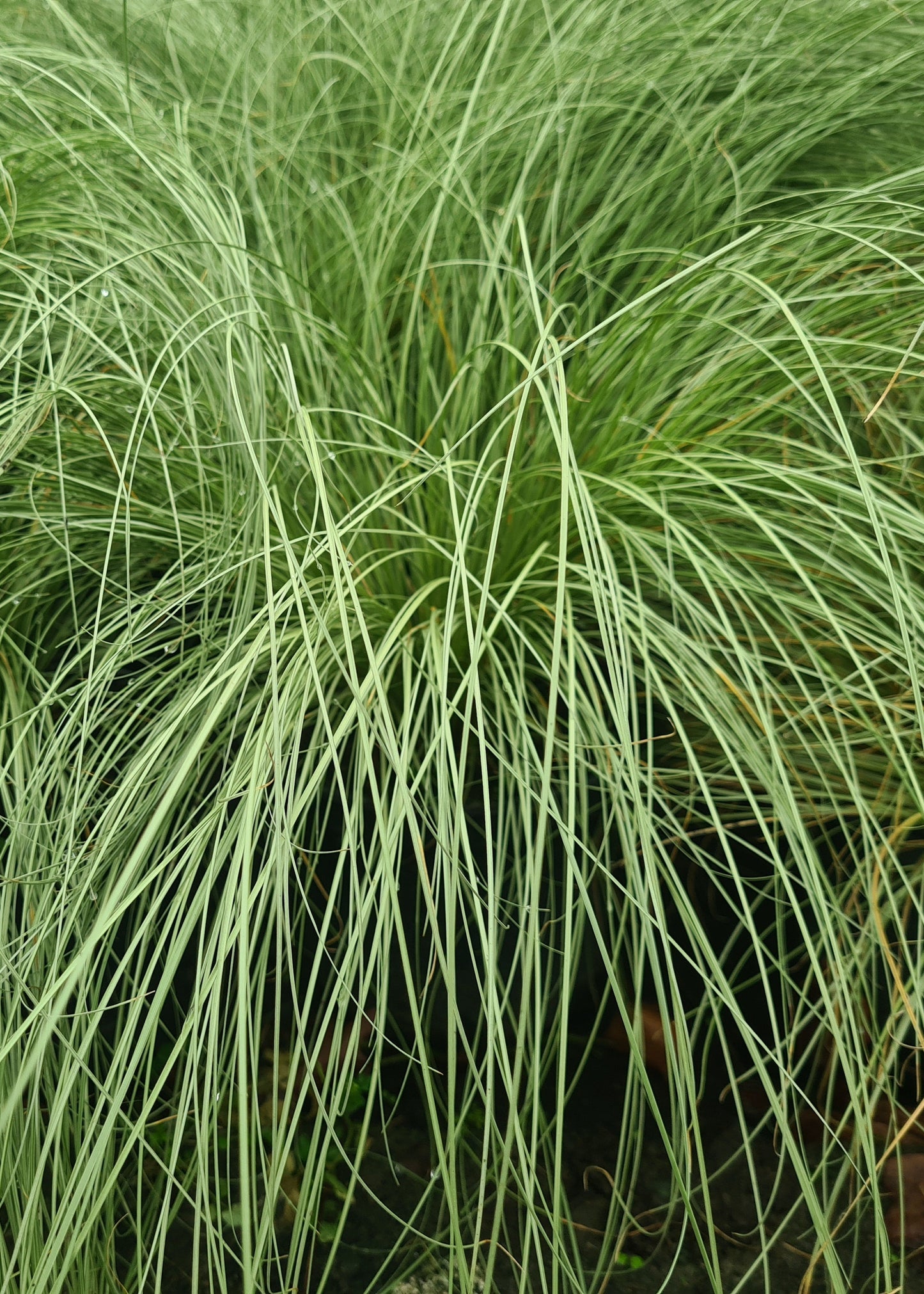 Carex comans 'Amazon Mist'
