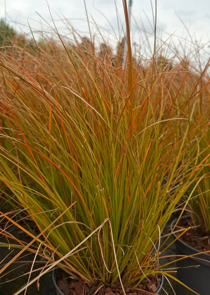 Carex testacea 'Prairie Fire'