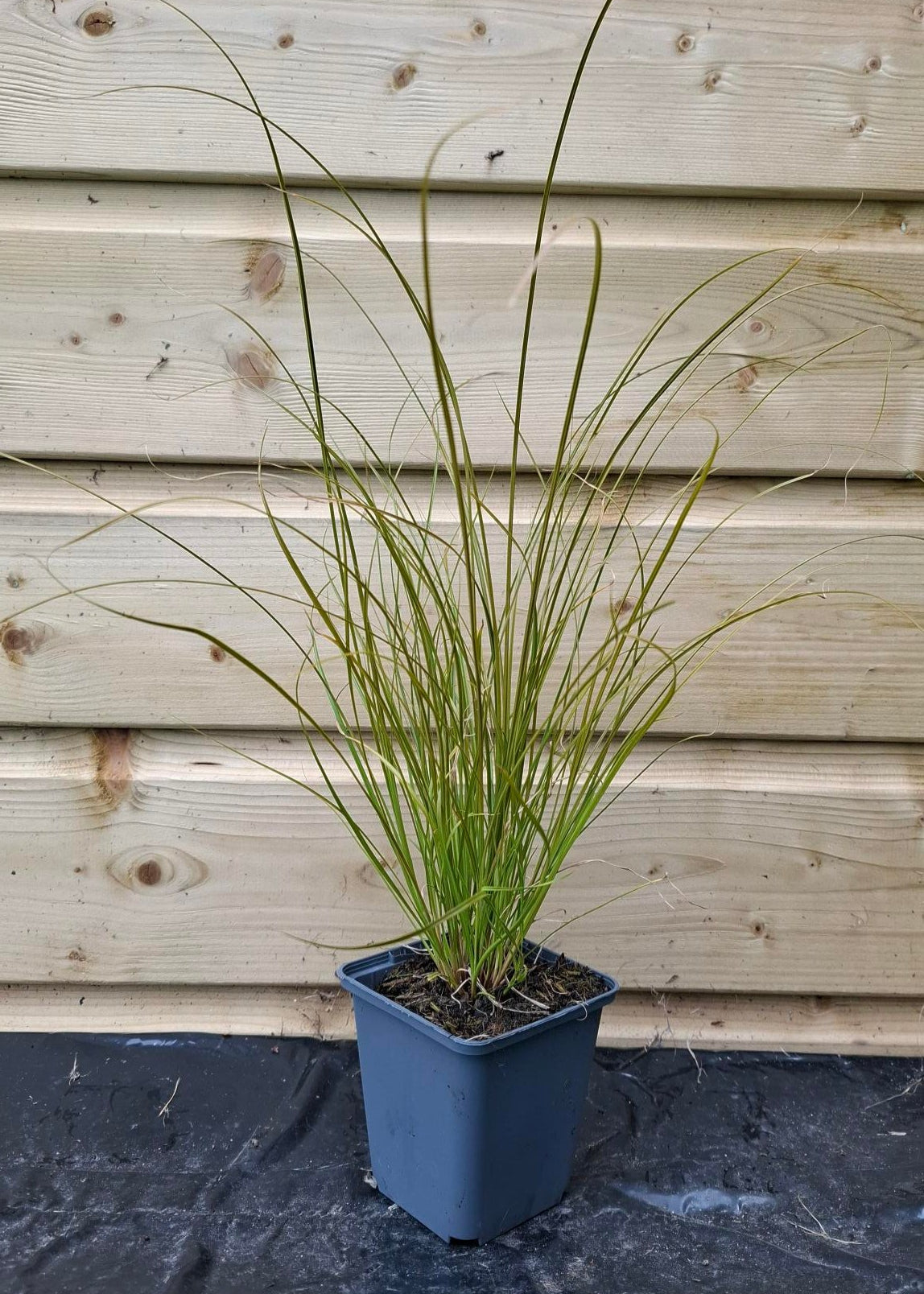 Carex testacea 'Prairie Fire'