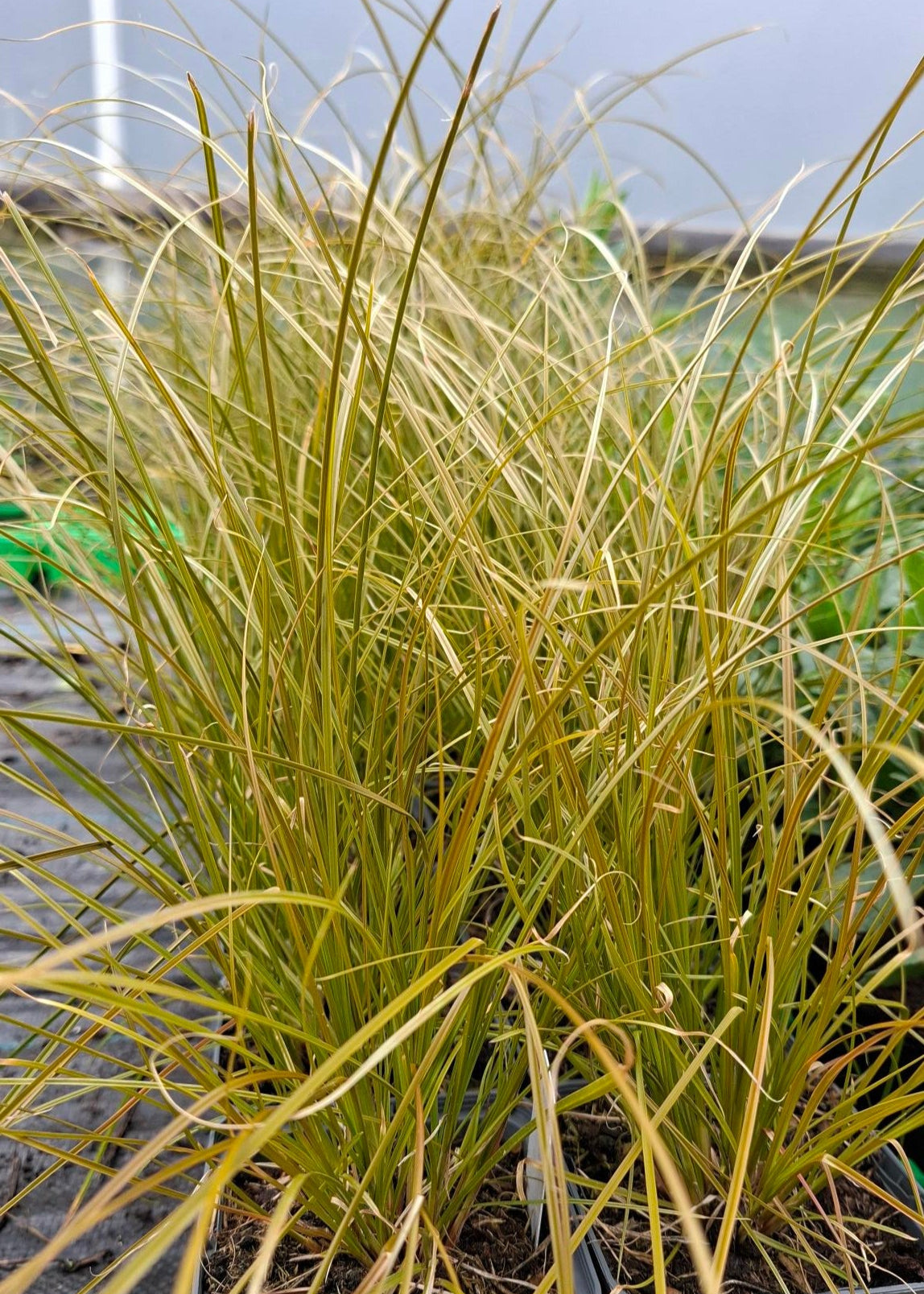 Carex testacea 'Prairie Fire'