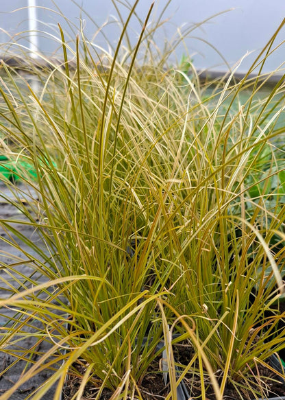 Carex testacea 'Prairie Fire'