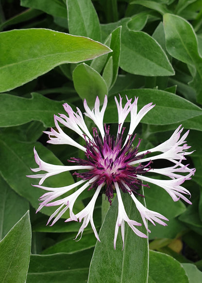 Centaurea montana 'Amethyst in Snow'
