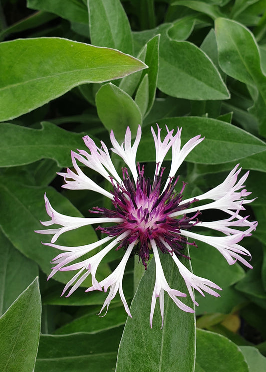Centaurea montana 'Amethyst in Snow'