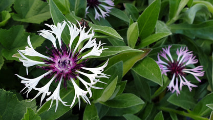 Centaurea montana 'Amethyst in Snow'