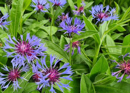Centaurea montana / Perennial Cornflower