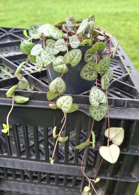 Ceropegia woodii / String of Hearts