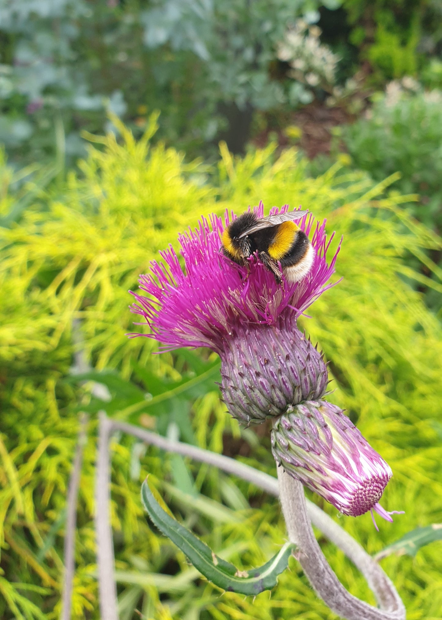 Cirsium rivulare 'Trevor's Blue Wonder'