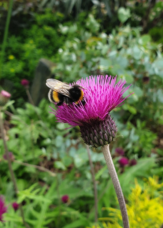 Cirsium rivulare 'Trevor's Blue Wonder'