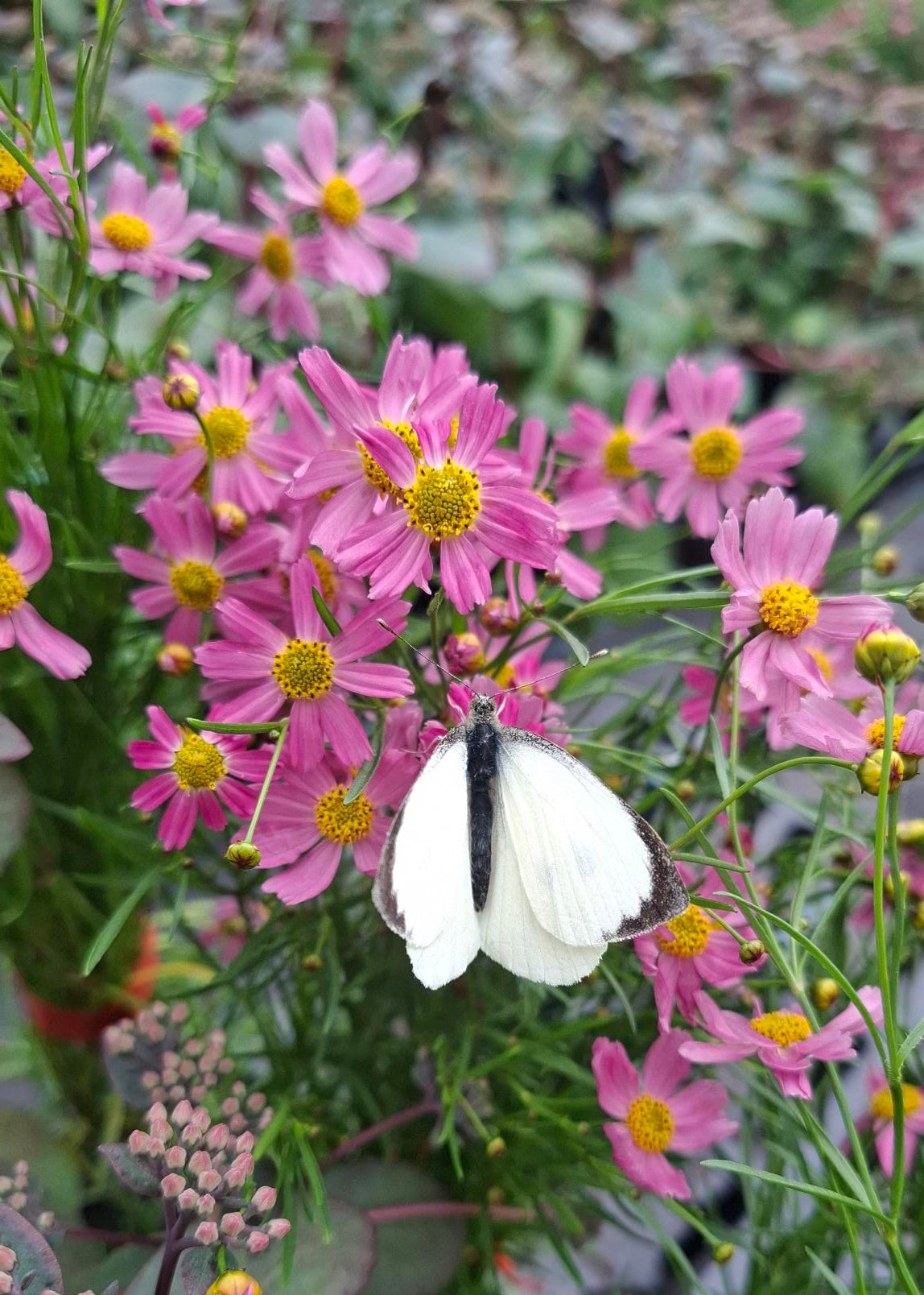Coreopsis rosea 'American Dream'