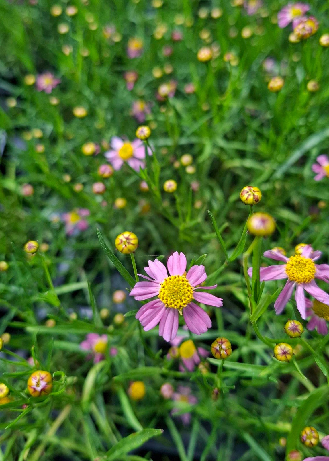 Coreopsis rosea 'American Dream'