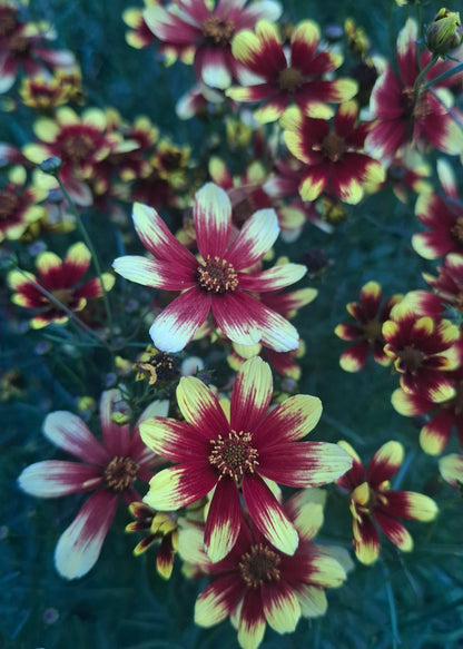 Coreopsis verticillata 'Bengal Tiger'