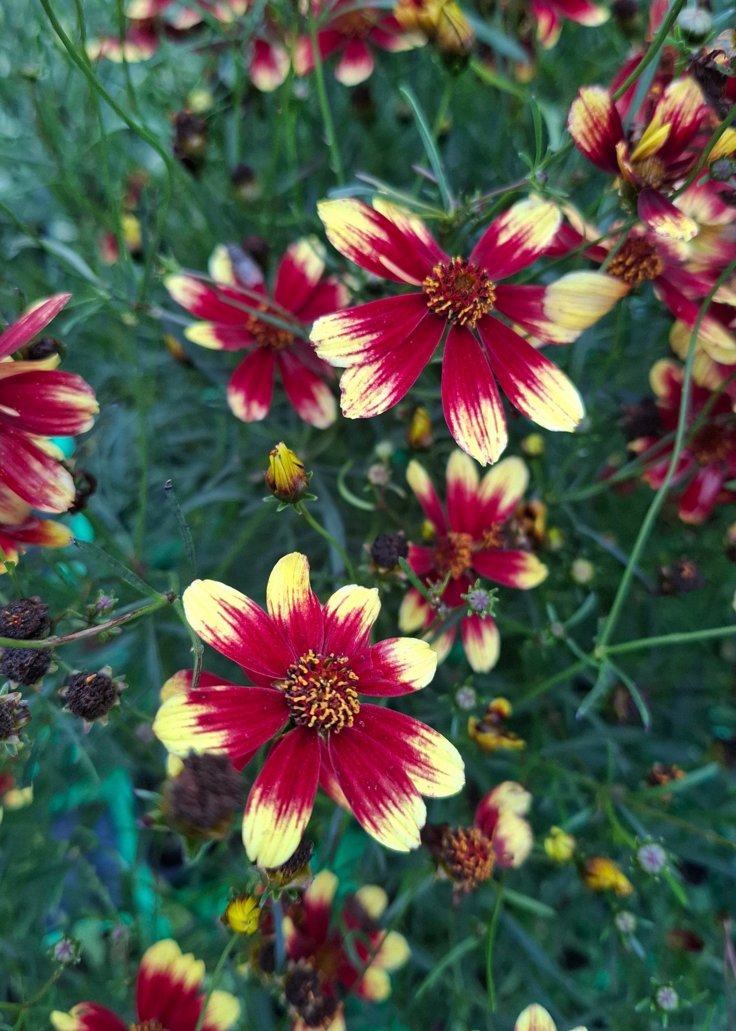 Coreopsis verticillata 'Bengal Tiger'