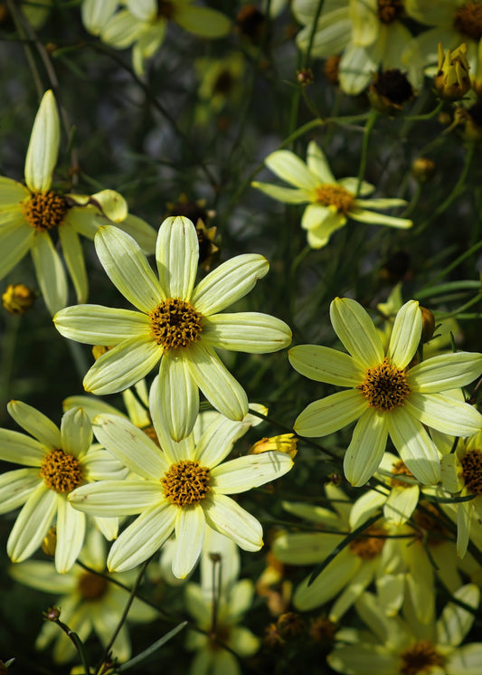 Coreopsis verticillata 'Crème Brûlée'