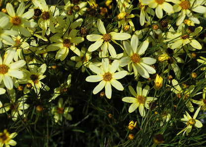 Coreopsis verticillata 'Crème Brûlée'