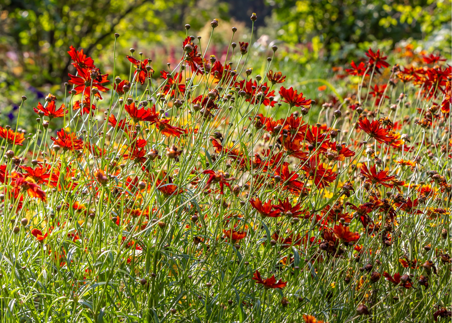Coreopsis verticillata 'Ladybird'