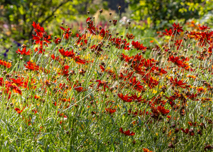 Coreopsis verticillata 'Ladybird'