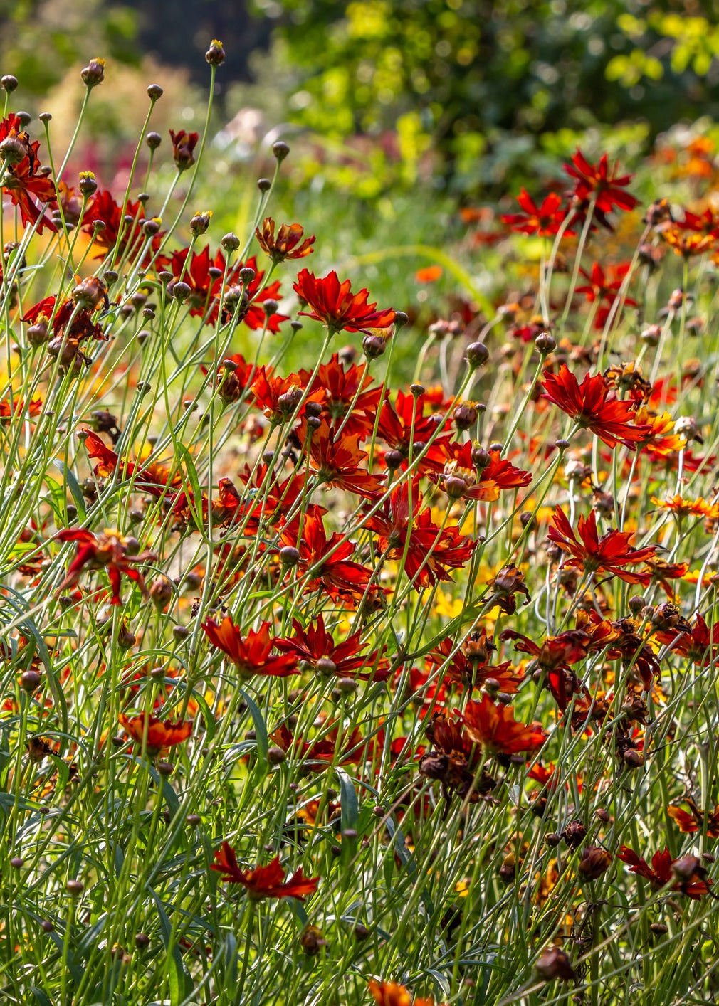 Coreopsis verticillata 'Ladybird'