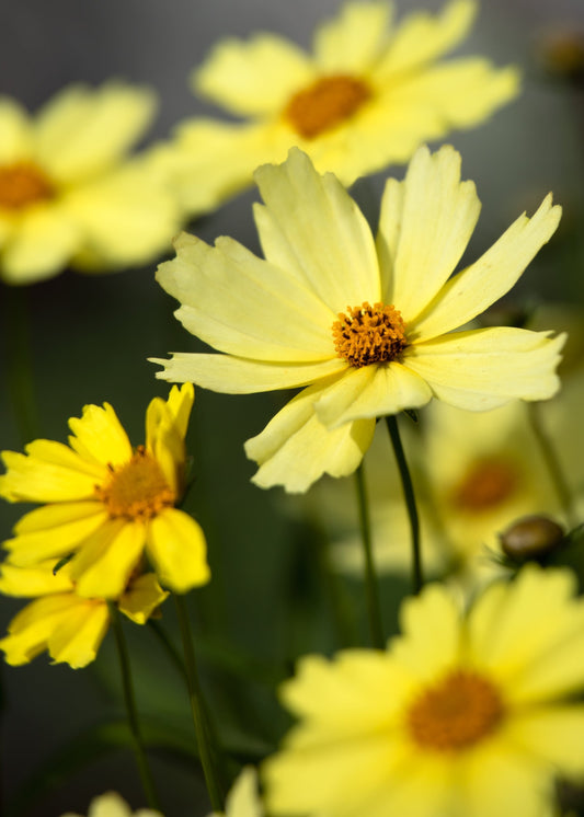 Coreopsis verticillata 'Moonbeam'