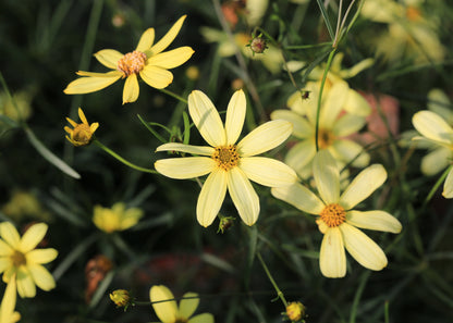 Coreopsis verticillata 'Moonbeam'