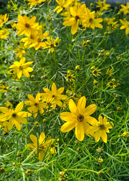 Coreopsis verticillata 'Zagreb'