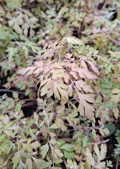 Corydalis shimienensis 'Berry Exciting'