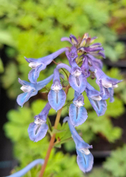 Corydalis 'Spinners'