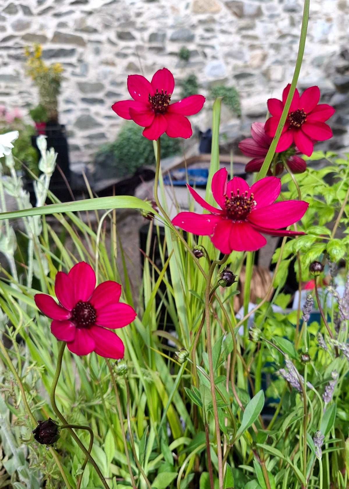 Cosmos atrosanguineus 'Cherry Chocolate'